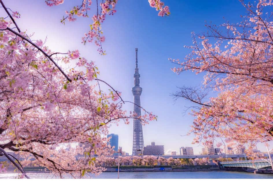墨田公園の桜